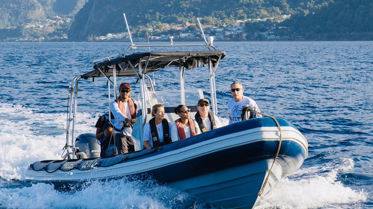 Project CETI tweet media