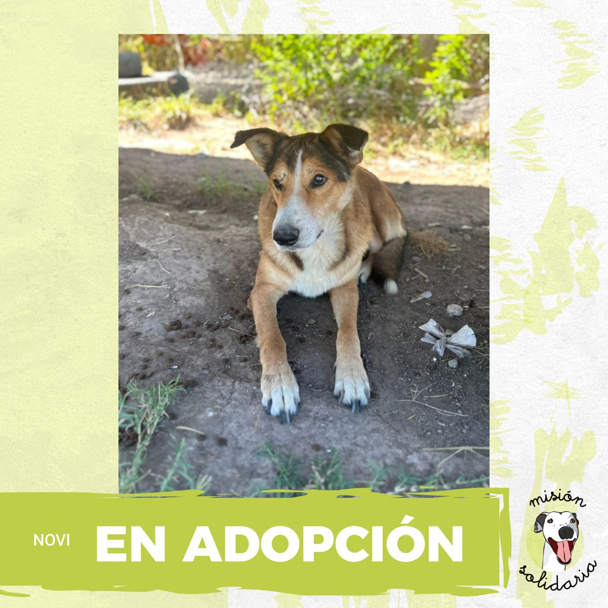 Felippa tiene 4 años. Vive en nuestro refugio hace mucho, está castrada, vacunada, desparasitada y lista para llenar de pelitos tu ropa 🐶✨.
Querés adoptarla? zonas CABA y GBA. 
Escribime! misionsolidariatwitter@gmail.com  
Asunto: Felippa la perrita
RT porfavor