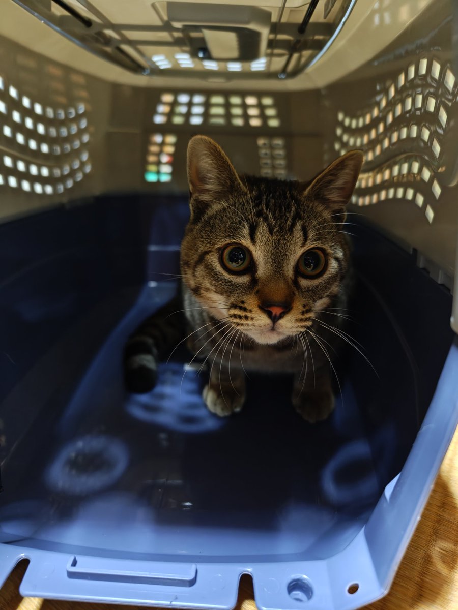 8969re's tweet photo. 10月に新しい家族が増えました🐈️
やんちゃ坊主🐈️
3/8ベルーナドームひとり参戦します💙
みんな私のこと忘れてるよね🫣 https://t.co/TL1iOAOak1