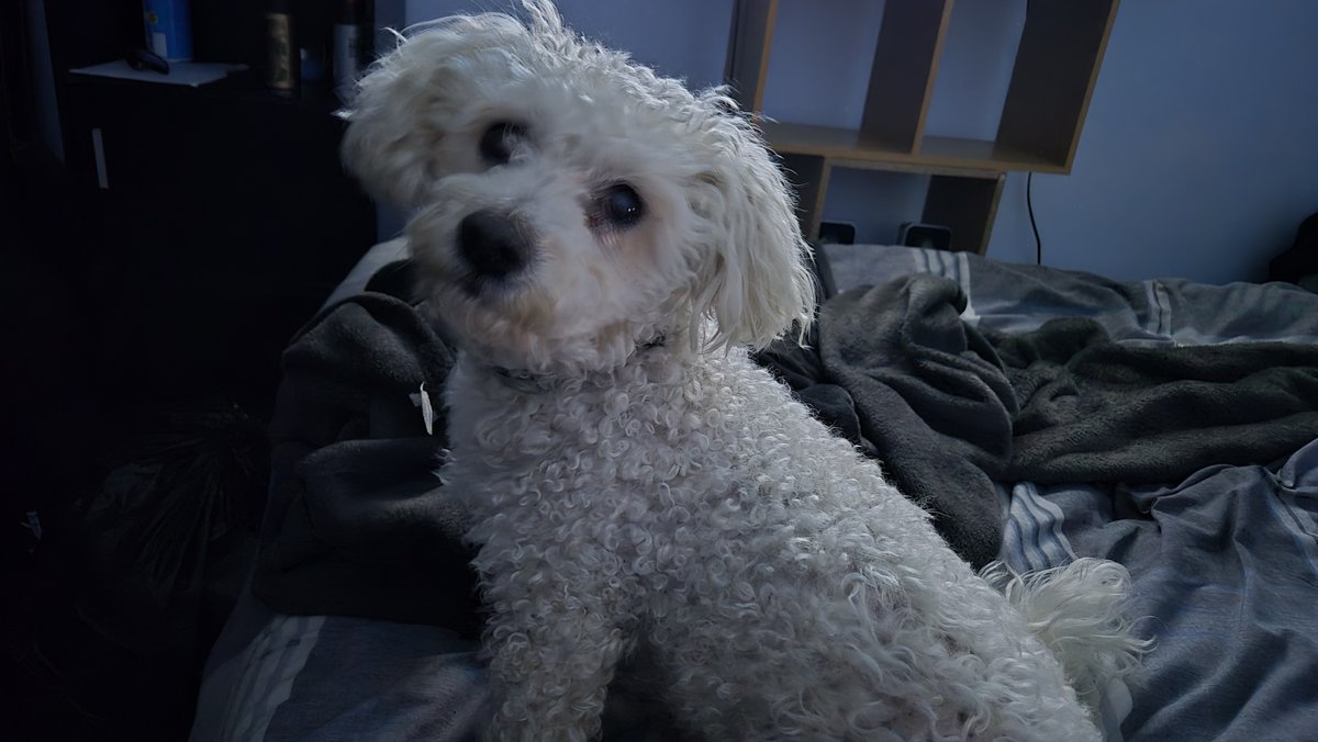 Craig 🌙 tweet media