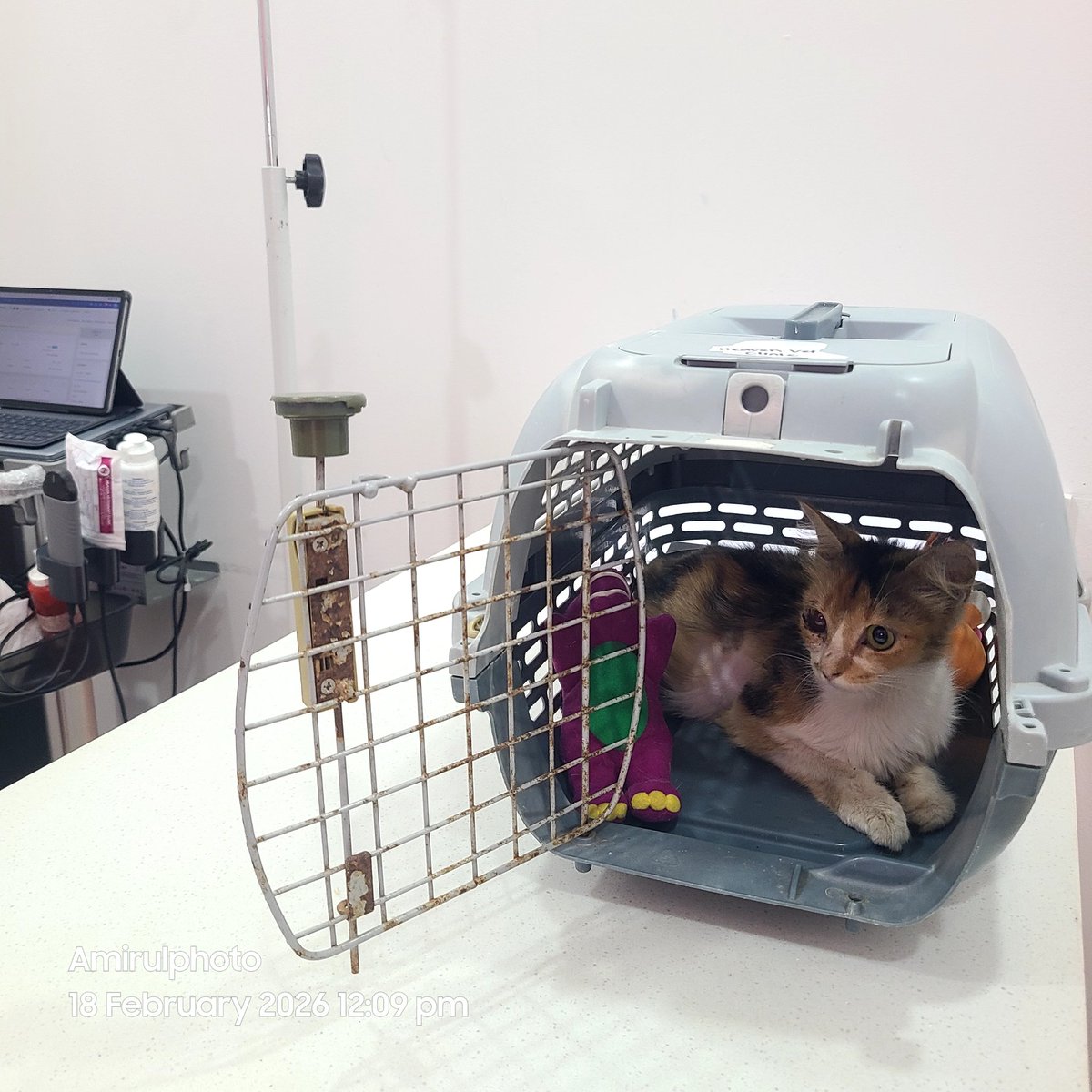 Salam, Dr bgtau semalam Nami kena buat surgery secepat mungkin 🥹 boleh ref kat medical report di komen. Untuk surgery, vet minta deposit RM3k dulu. tanpa deposit.. surgery tak dapat dijalankan dan masa Nami sangat terhad sekarang 😢 please bantu Nami, boleh ya... TQ🙏🏻