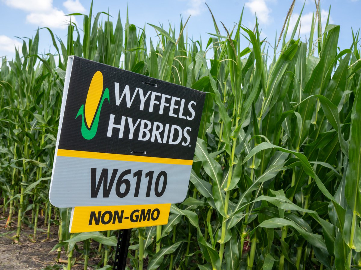 Wyffels Hybrids tweet media