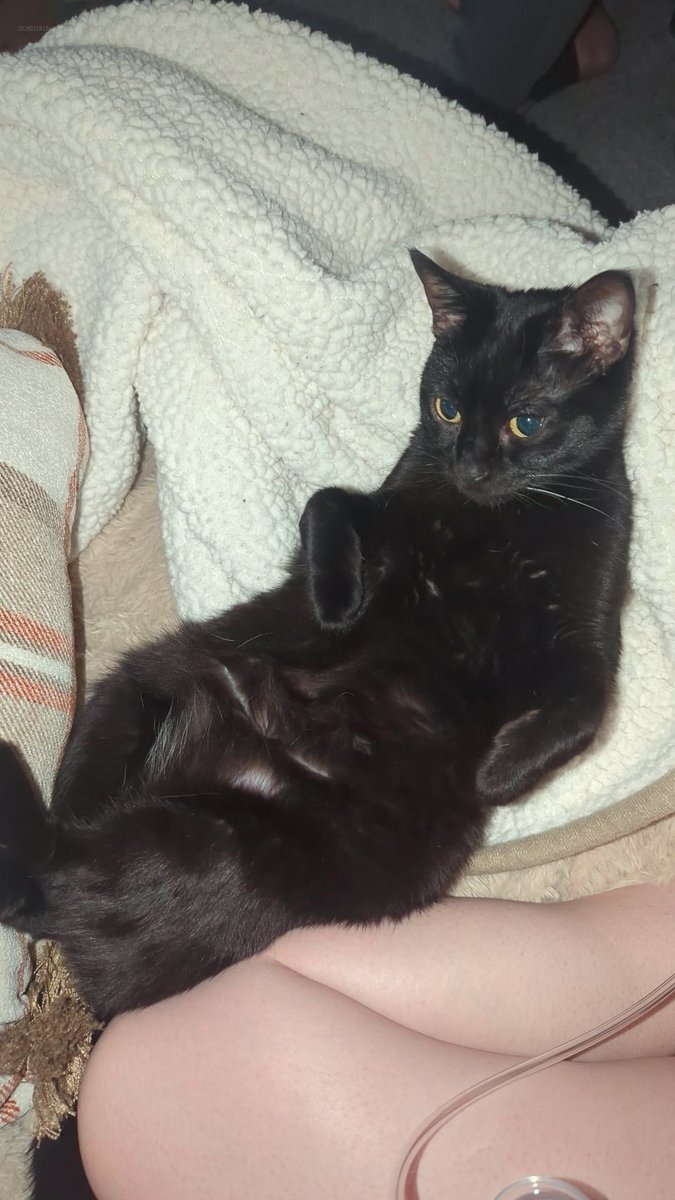 Chicago Salud tweet media