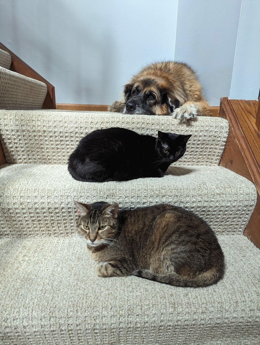 Chicago Salud tweet media