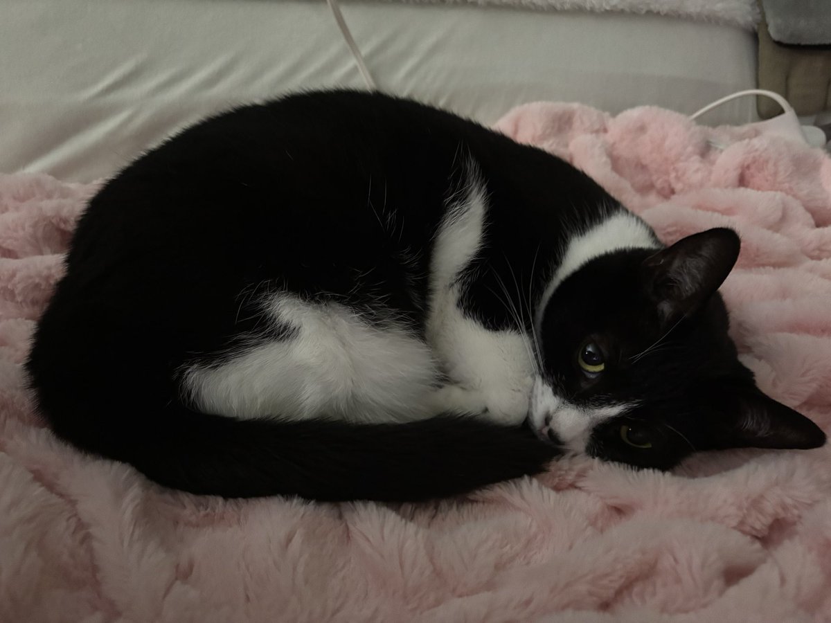SophieMolly20's tweet photo. It’s only Purrsday? Wake me when it’s Friday! ~💕Sophie
#NotFridayYet #ItsOnlyPurrsday #CatsOnX
#CatsOnTwitter https://t.co/04U0aj1qJI