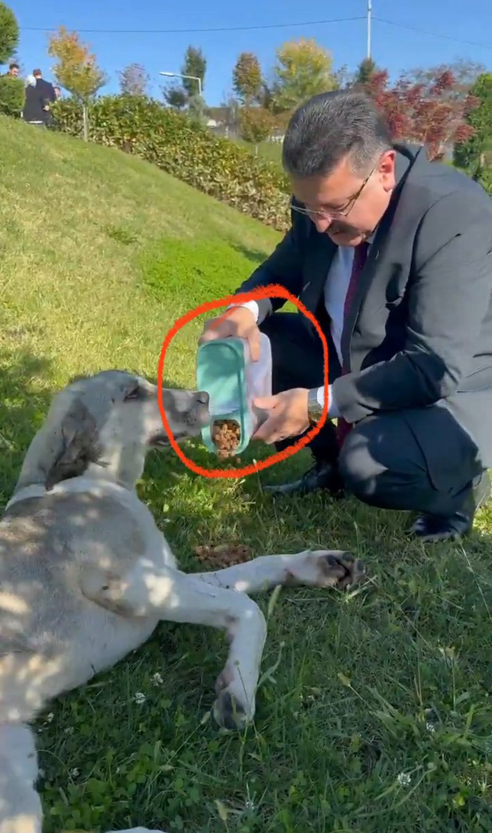 <a href="/yerelgundemi/">Yerel Gündemi</a> Trabzon Büyükşehir Belediye başkanı elleriyle başıboş besler