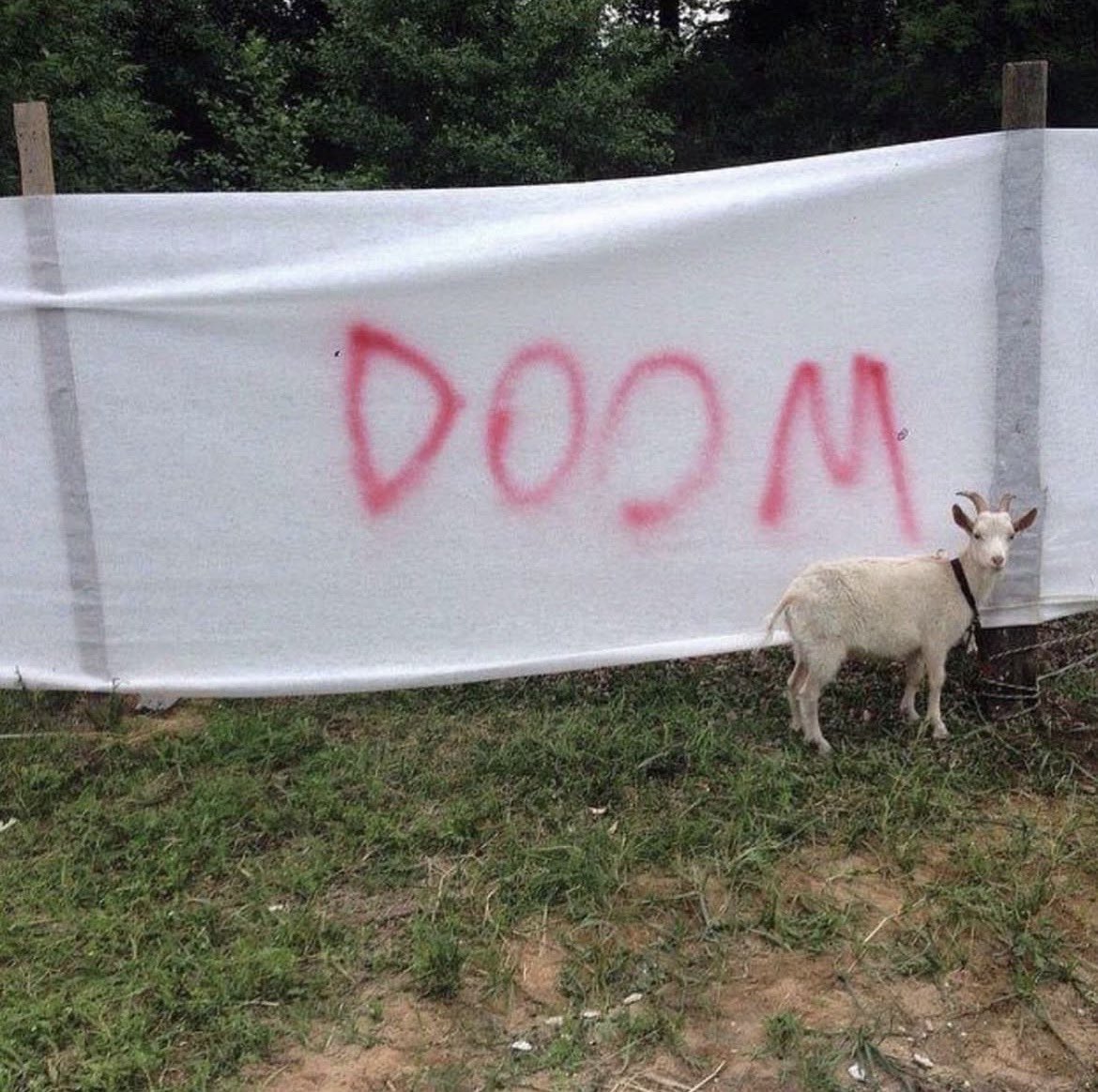 dan howell (the goat) performing his theatrical masterpiece We’re All Doomed (2022)