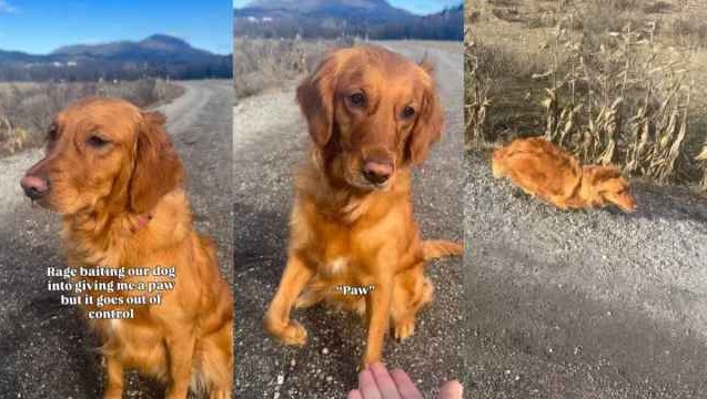 Denu5050's tweet photo. 金毛猎犬厌倦了在搞笑视频中伸出爪子 - 雅虎

引诱你的宠物做特技是很有趣的游戏，直到它们真正达到极限。米卡是一只生活在奥地利的年轻金毛猎犬，通常...... https://t.co/7B0xEDfB4k