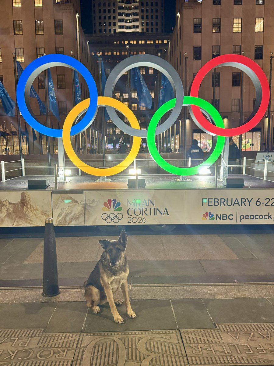 K9s stealing the show at the Olympics!!!  Did you see the Czechoslovakian Wolfdog cross the finish line with the skiers?  It is a breed created by crossing German Shepherds with Carpathian wolves. GSD for the win!!!  Woohoo!!  🥇 
#lovek9louie