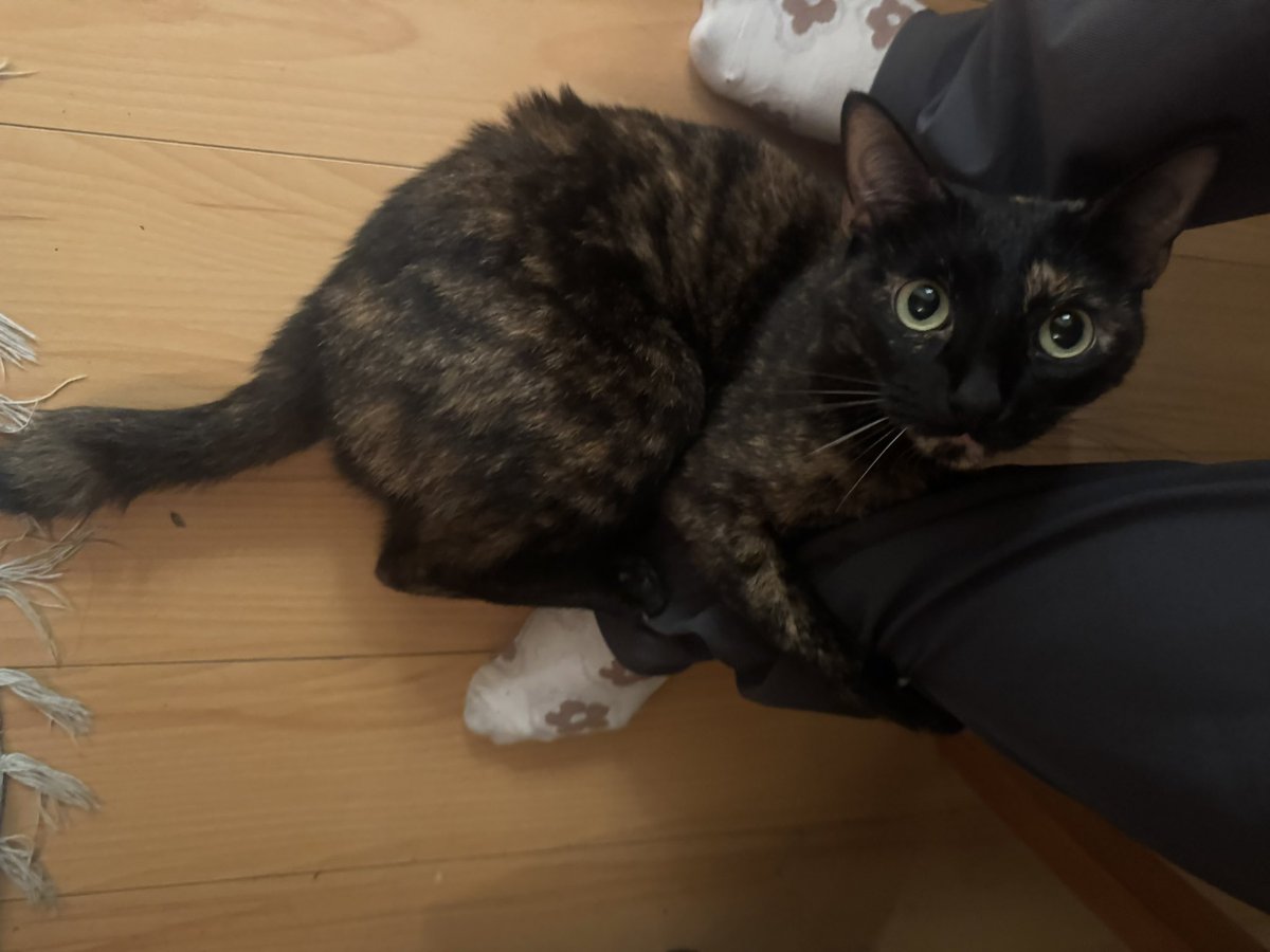 risotto 🤎 bonkers & jasper tweet media