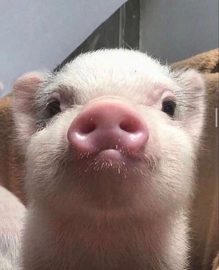 อะ อู้ดๆ? 🐷