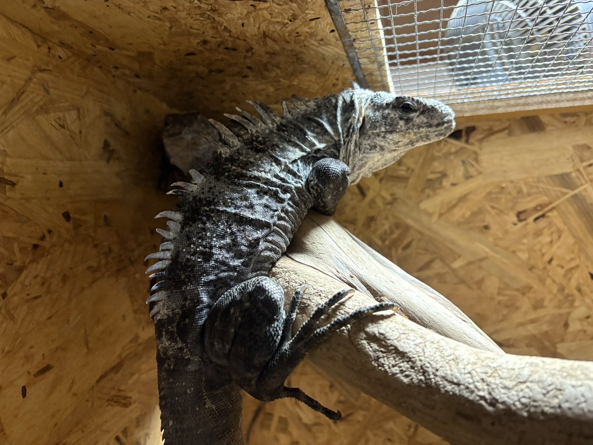 yuma爬虫類ケージ工房 (@hokakenoken) / Posts / X