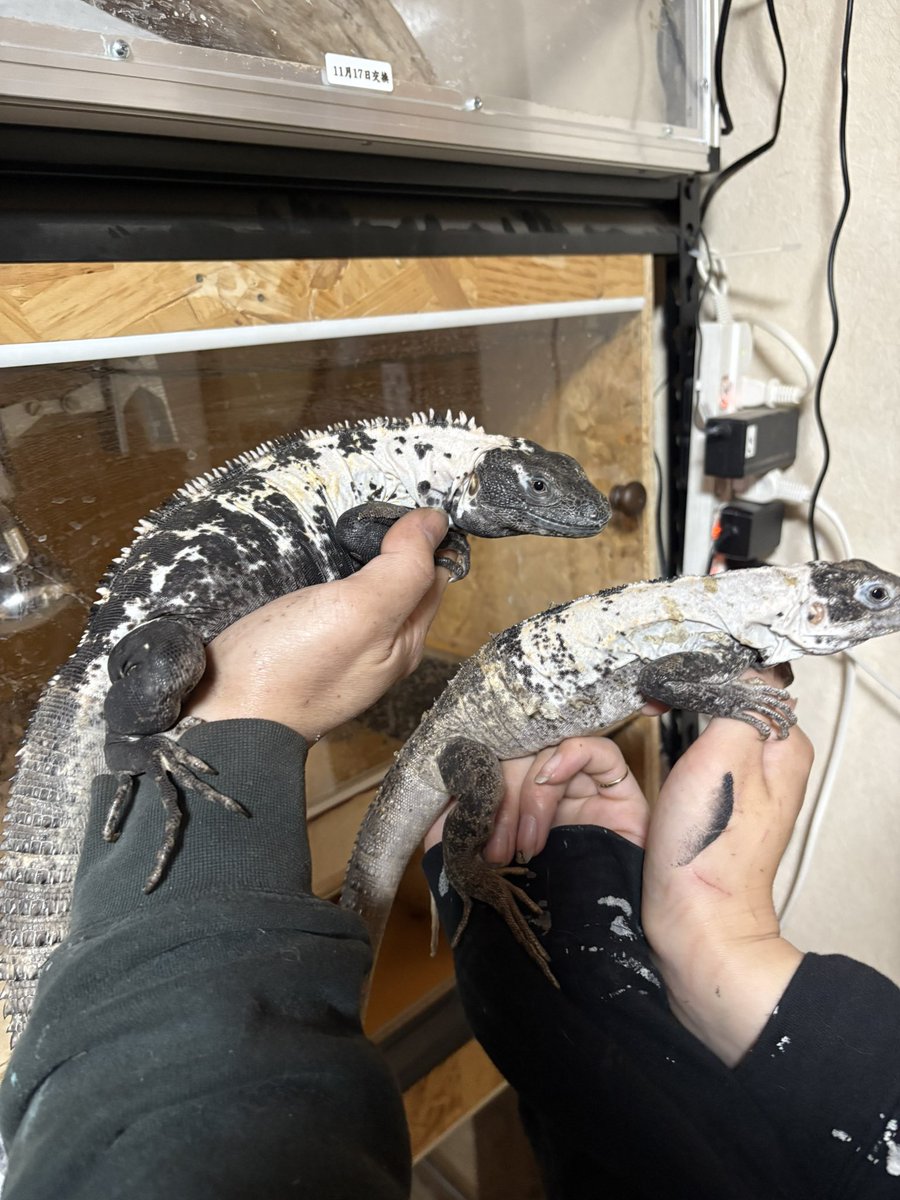 yuma爬虫類ケージ工房 (@hokakenoken) / Posts / X