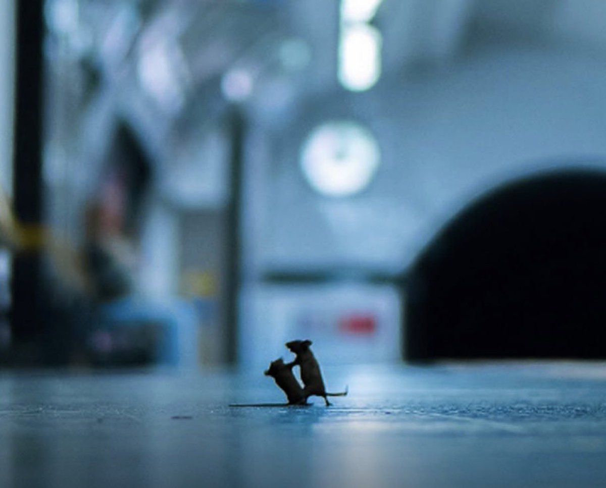MediavraiFR's tweet image. 🐭📸INSOLITE – Cette photo de souris qui se battent dans Londres a gagné le prix de la photographie de l’année encourue.