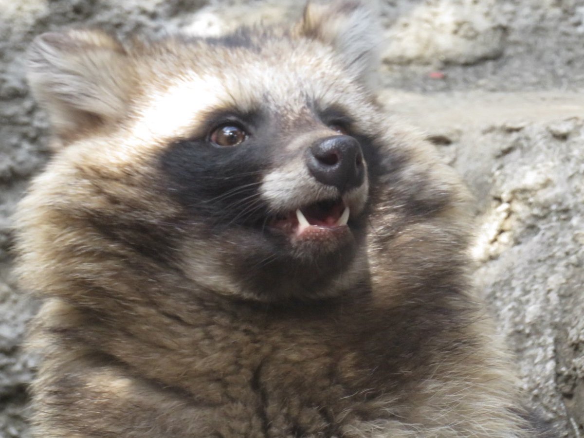 たちだコロネ tweet media