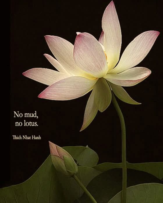 CCITProsJPWSol's tweet photo. Life lessons from Thich Nhat Hanh

No Mud, No Lotus

Meaning that we have to persevere and work through the tough times to reach our goals
 
 #Perseverance #lotus #Buddhism #DigitalDetox #CalmTech #mydigitalzen https://t.co/FeHjcumRZj