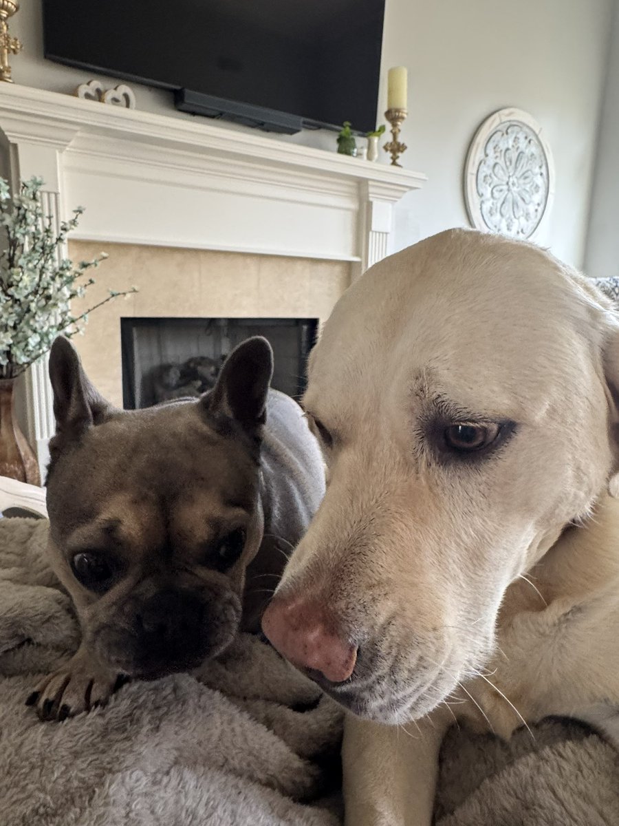 PATRIOT2117's tweet image. If you love dogs, leave a dog meme! Or, even better, a picture of your own dogs! Here’s mine:

♥️♥️♥️♥️♥️♥️♥️♥️♥️♥️♥️♥️