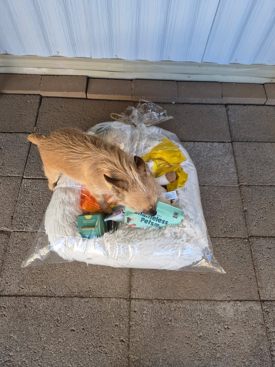 phoenixhomesaz's tweet image. This was a wonderful opportunity to help this seller move on to the next chapter of her life: being closer to family and grandchildren.
Congrats!  Bonus photo of her dog getting a little gift :D 

#phoenixrealtor #justsold #sold #WestUSARealty #MyAzRealtyTeam