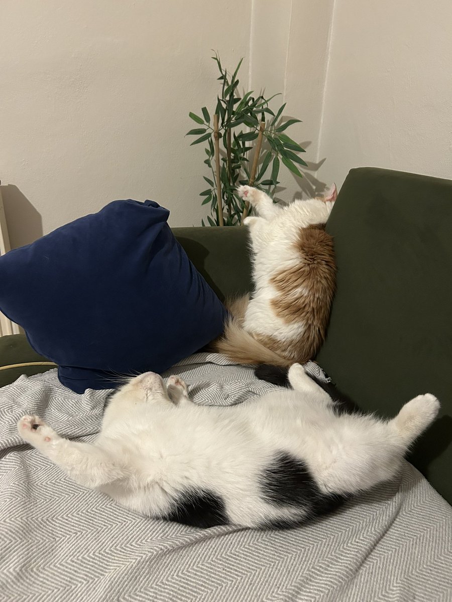 kahhar31's tweet image. İftarda çok yüklenirseniz böyle mayışırsınız.