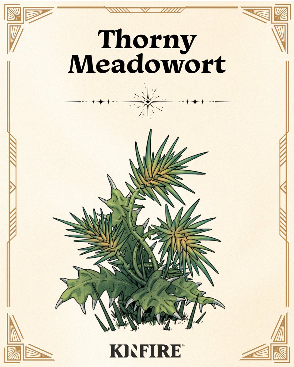 incredidream's tweet image. Thorny meadowort, aka “the thorn,” is the scourge of Atios. Beautiful at first glance, then it senses movement and fires poisonous thorns fast. Not fatal, but the toxin leaves you drained and desperate for rest and hydration. 🌿⚠️

#Kinfire #Fantasy #TabletopGames