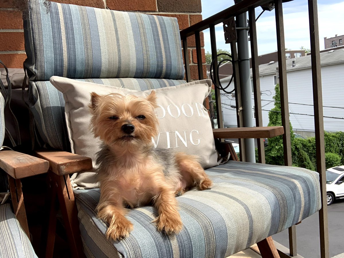 aureagofficial's tweet image. Put my baby to sleep on Feb 17. She transitioned at 3:33am like a true angel. I’m so heartbroken, but I’m so happy she’s no longer suffering. Layla, you’ll always have me on my knees. I miss you more than words can say. 🐾🕊️💔 #dogmom #rip