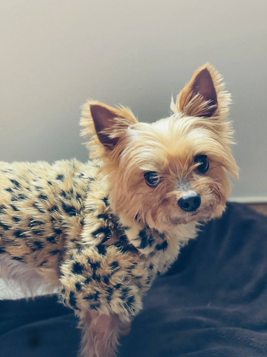 aureagofficial's tweet image. Put my baby to sleep on Feb 17. She transitioned at 3:33am like a true angel. I’m so heartbroken, but I’m so happy she’s no longer suffering. Layla, you’ll always have me on my knees. I miss you more than words can say. 🐾🕊️💔 #dogmom #rip