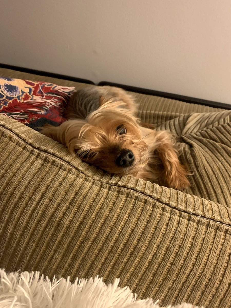 aureagofficial's tweet image. Put my baby to sleep on Feb 17. She transitioned at 3:33am like a true angel. I’m so heartbroken, but I’m so happy she’s no longer suffering. Layla, you’ll always have me on my knees. I miss you more than words can say. 🐾🕊️💔 #dogmom #rip