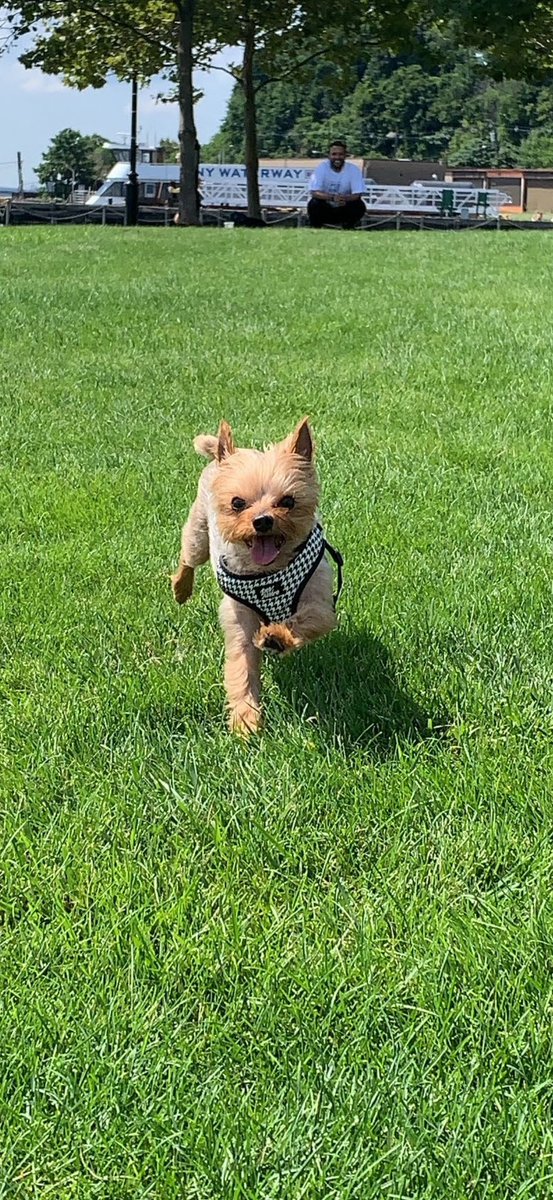 aureagofficial's tweet image. Put my baby to sleep on Feb 17. She transitioned at 3:33am like a true angel. I’m so heartbroken, but I’m so happy she’s no longer suffering. Layla, you’ll always have me on my knees. I miss you more than words can say. 🐾🕊️💔 #dogmom #rip