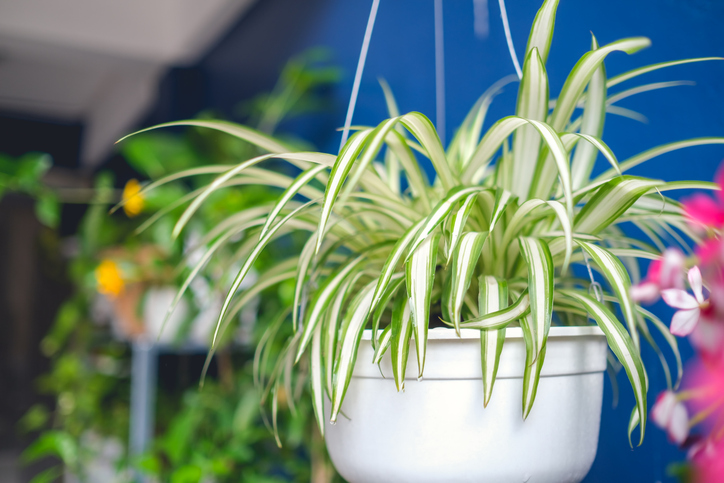 Did you know that there are air-purifying indoor plants? Spider plants, gerbera daisies, Boston ferns, and bamboo palms help to keep your indoor air fresh while thriving in Florida’s climate.

Call us today: 
407-654-7420 
352-242-0274