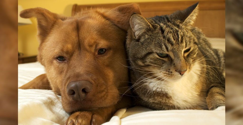 The Humane Society of Oakville, Milton, and Halton received a historic $10 million donation from philanthropist Klaus Bytzek. Find out what this means for local animals. veterinarypracticenews.ca/10-million-don…