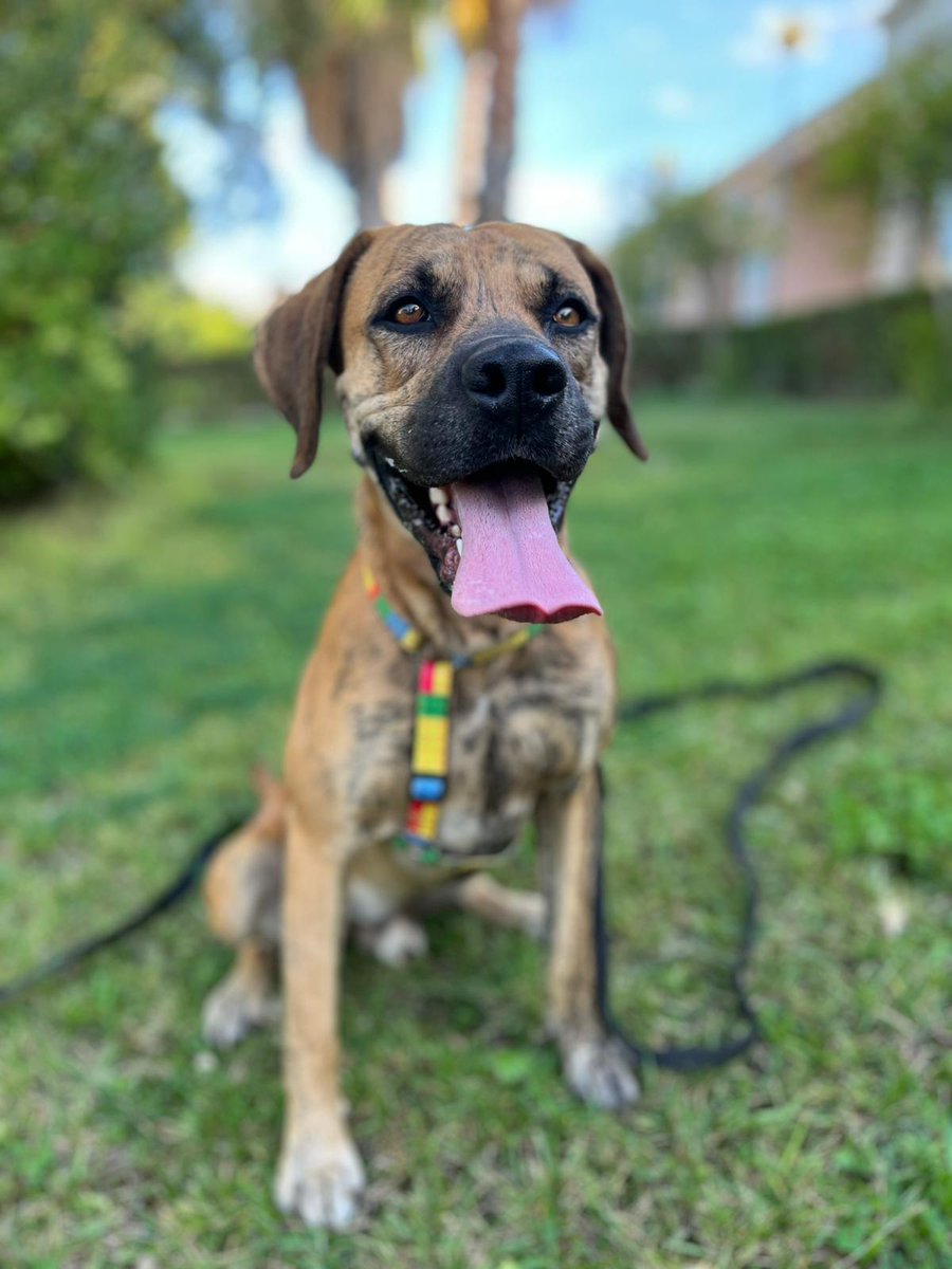 Refugio San Jorge Cáceres tweet media