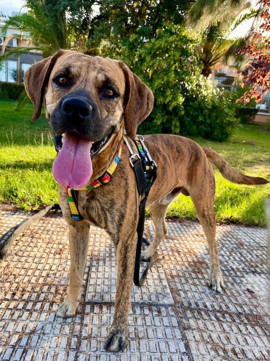 Refugio San Jorge Cáceres tweet media