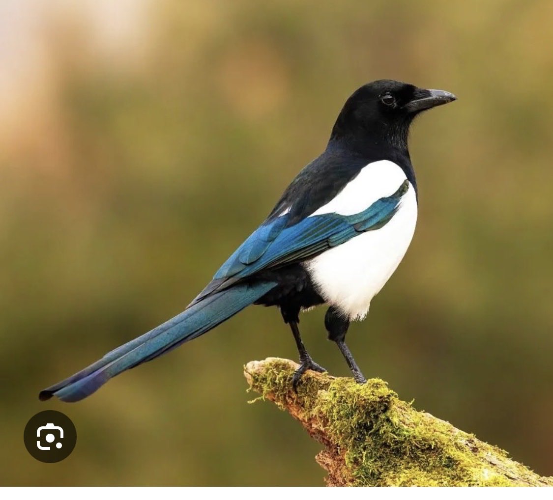 Steak man 👨 tweet media