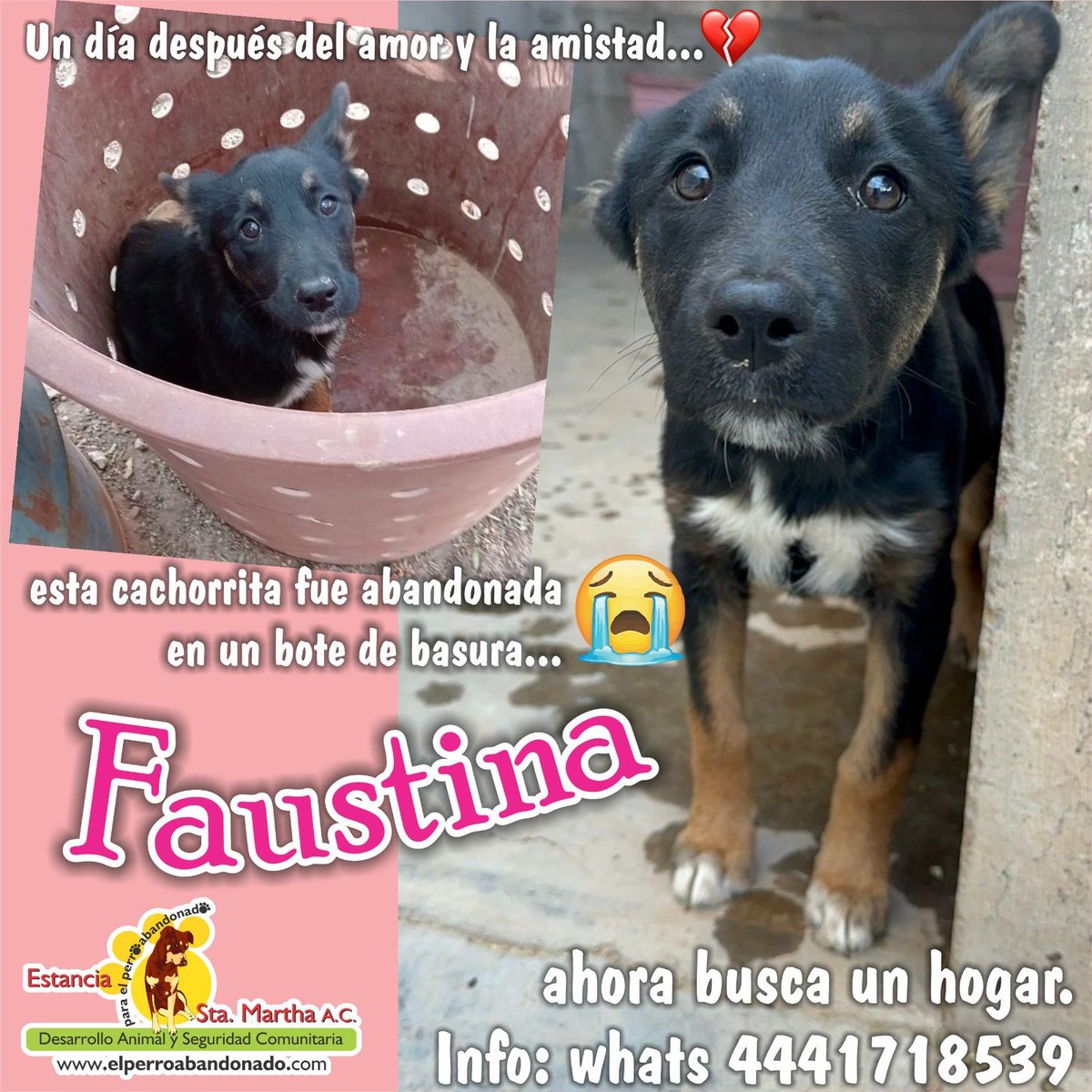 Ella es FAUSTINA, conoce su historia y ADÓPTALA!!!

SÍGUENOS! instagram.com/p/DU6XlCeCUID/

#ysinopuedesADOPTARpuedesDONAR$
APOYA desde $100 con tu DONATIVO RECURRENTE: elperroabandonado.com/donativos/
#ayudaaseguircambiandohistorias
