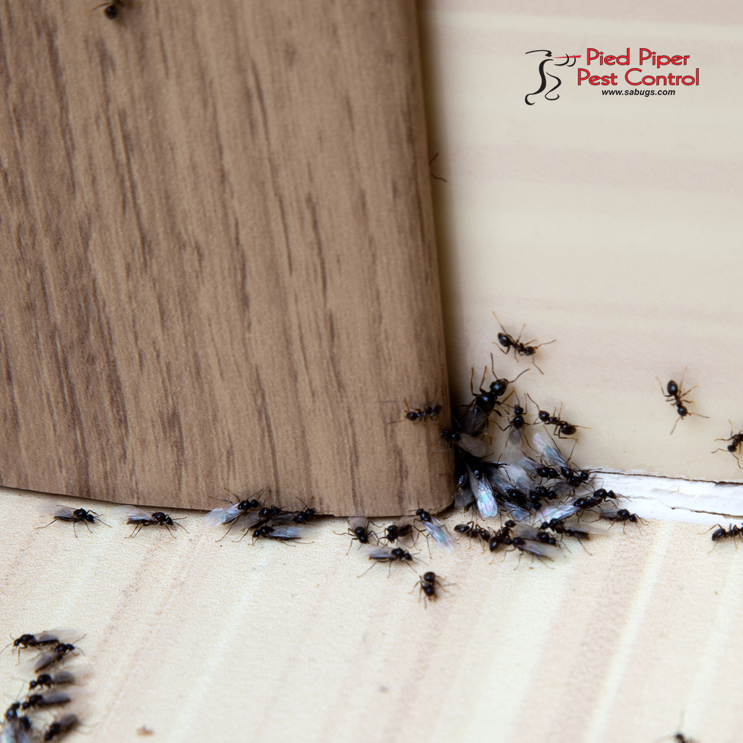 Protect your property from ants!

Call us at (210) 702-2060 to set up your free inspection.

monkeylink.co/78c721
#PestControlServices #AffordablePestControlService