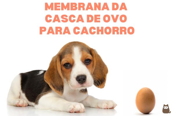 PeritoAnimal's tweet photo. Casca de ovo para cachorro: benefícios e como dar https://t.co/5vbciHx9C2 #cachorros https://t.co/774aicIdWX