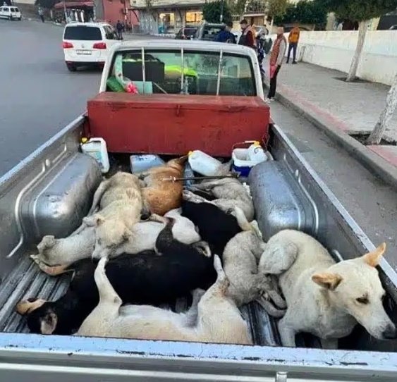 3 MILLION dogs to be slaughtered just so football fans can enjoy the World Cup in Africa 2030!

Let's see how many football fans actually give a shite about these beloved animals and boycott Africa all together and that includes football teams!

Will it be profit over humanity?