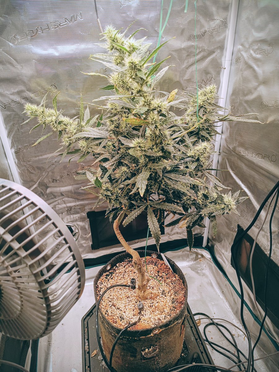 gmiadlichganja's tweet photo. Das ist die Pflanze die Ich auf einen Trieb zurück geschnitten habe. Das werden 4 Colaflaschen Colas😁
Strawberry Cola Sherbet von @sweetseeds_es https://t.co/dv9np1gTVR