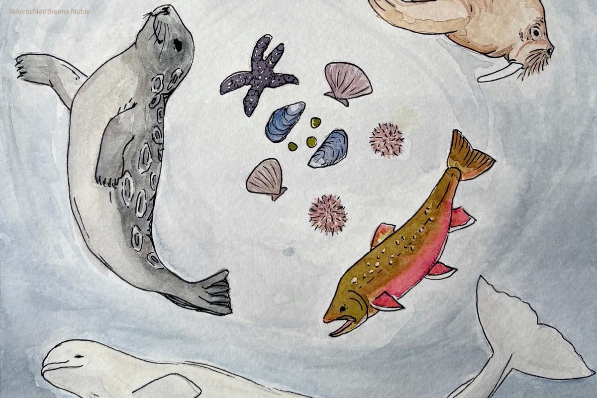 ArcticNet tweet media