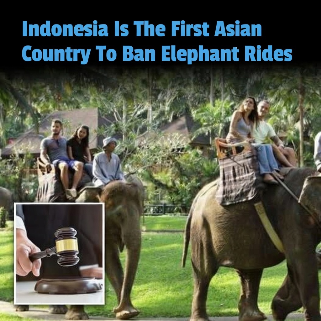 Indonesia has officially become the first country in Asia to implement a nationwide ban on elephant rides and unnatural performances. 

This historic animal welfare milestone was formalized by the Ministry of Environment and Forestry through Circular Letter No. 6 of 2025, which