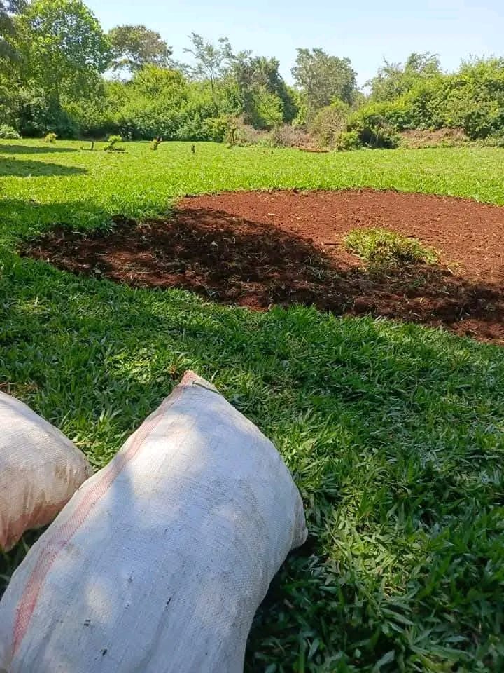 Brigadier_Kenya's tweet photo. Green Pemba Grass available in plenty 

0729223329
Location; #Karen, Nairobi, Kenya

Delivery done countrywide 
Free delivery within Nairobi, Kiambu, Kajiado and Machakos Counties https://t.co/OoLqUFEeh1