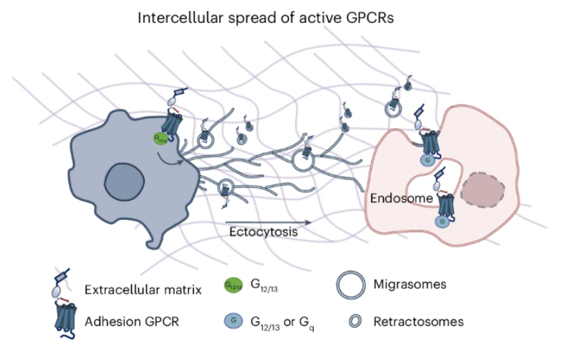 Nature Chemical Biology tweet media