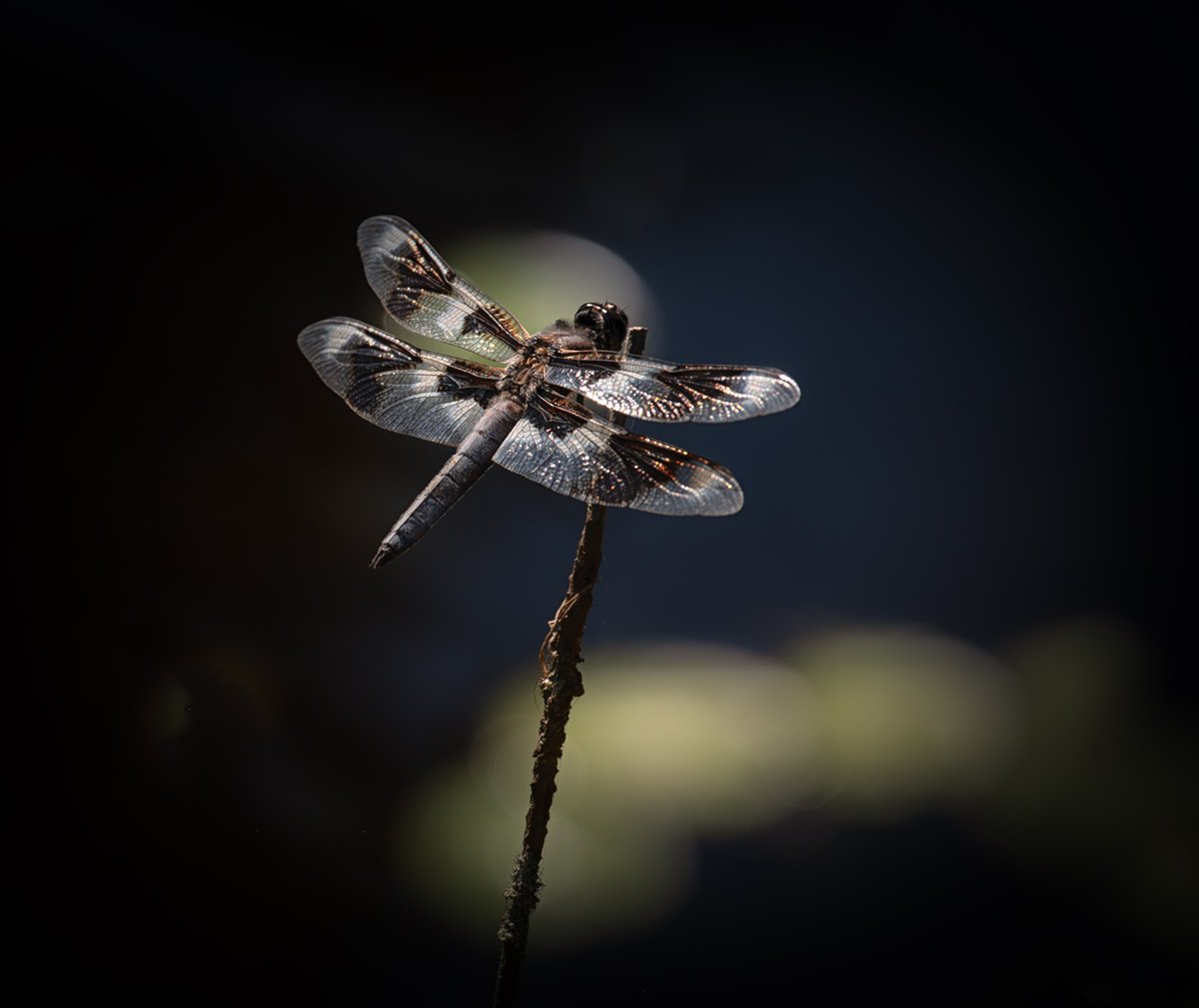 Sam_Alexandra23's tweet image. Good Day Gang!  Today's photo challenge is #Bugs. Let's see those tiny details! Have a good day out there and be kind and be safe! #Photography #Insects 📸😄
