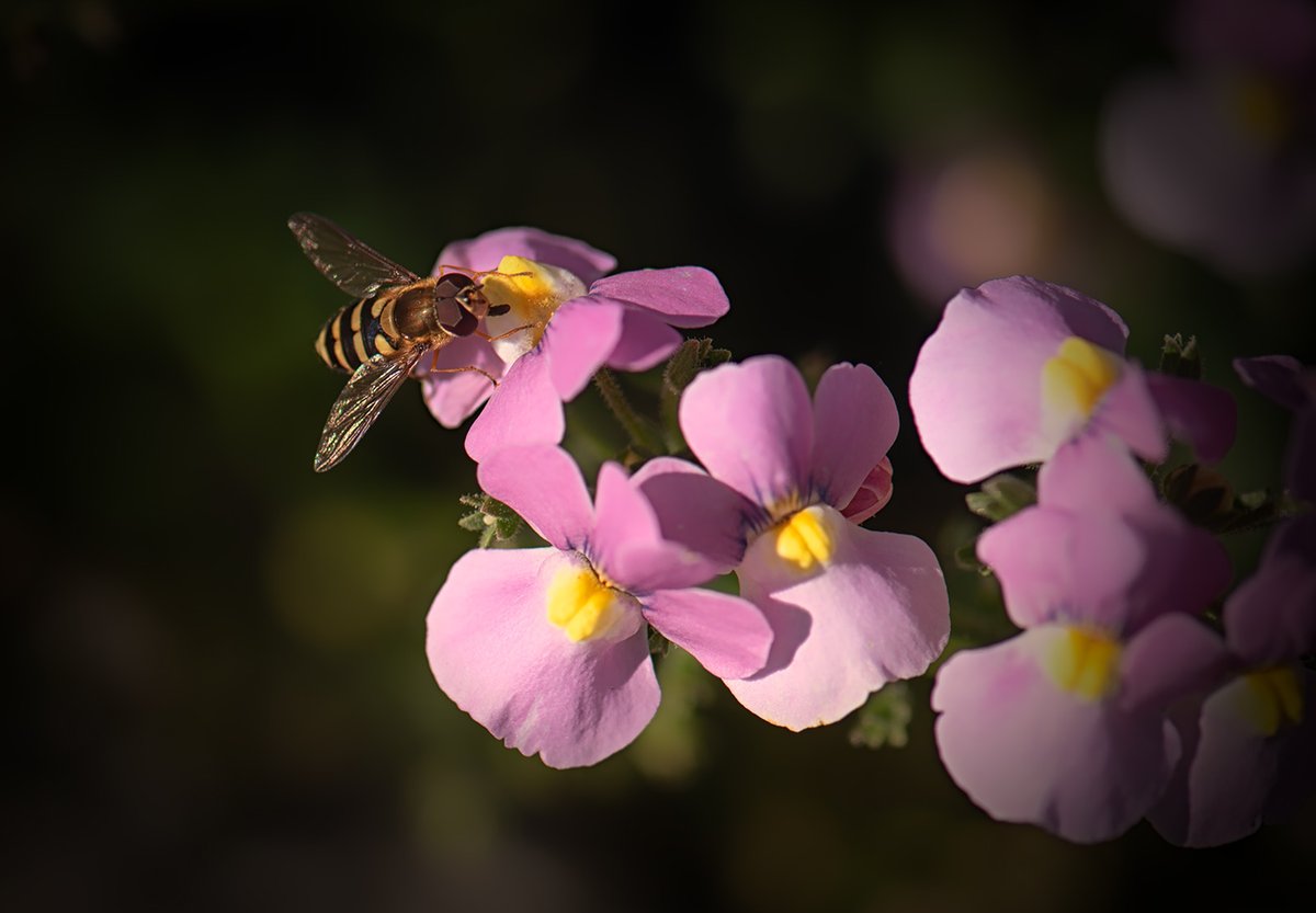 Sam_Alexandra23's tweet image. Good Day Gang!  Today's photo challenge is #Bugs. Let's see those tiny details! Have a good day out there and be kind and be safe! #Photography #Insects 📸😄