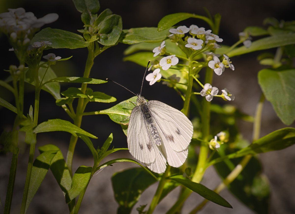 Sam_Alexandra23's tweet image. Good Day Gang!  Today's photo challenge is #Bugs. Let's see those tiny details! Have a good day out there and be kind and be safe! #Photography #Insects 📸😄