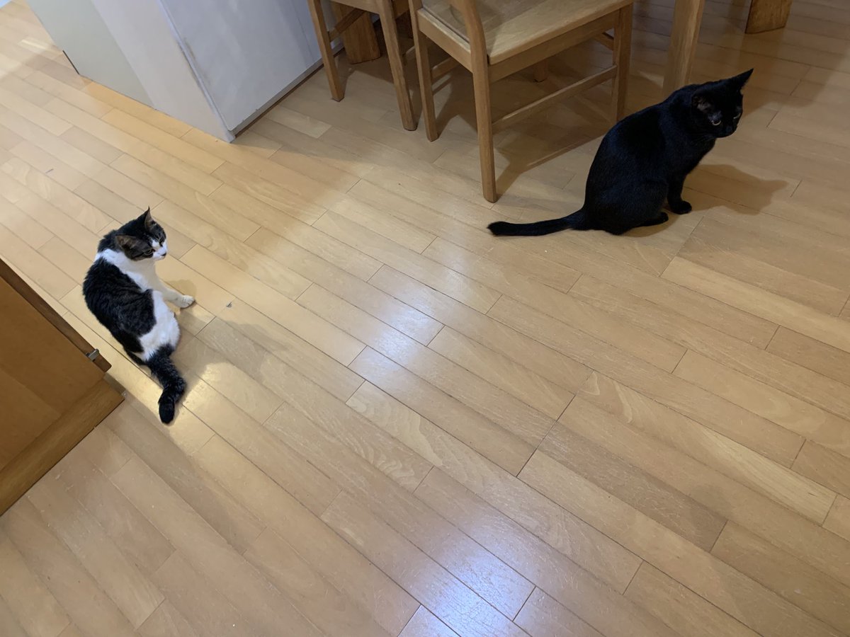 ventvert17's tweet image. にゃ。