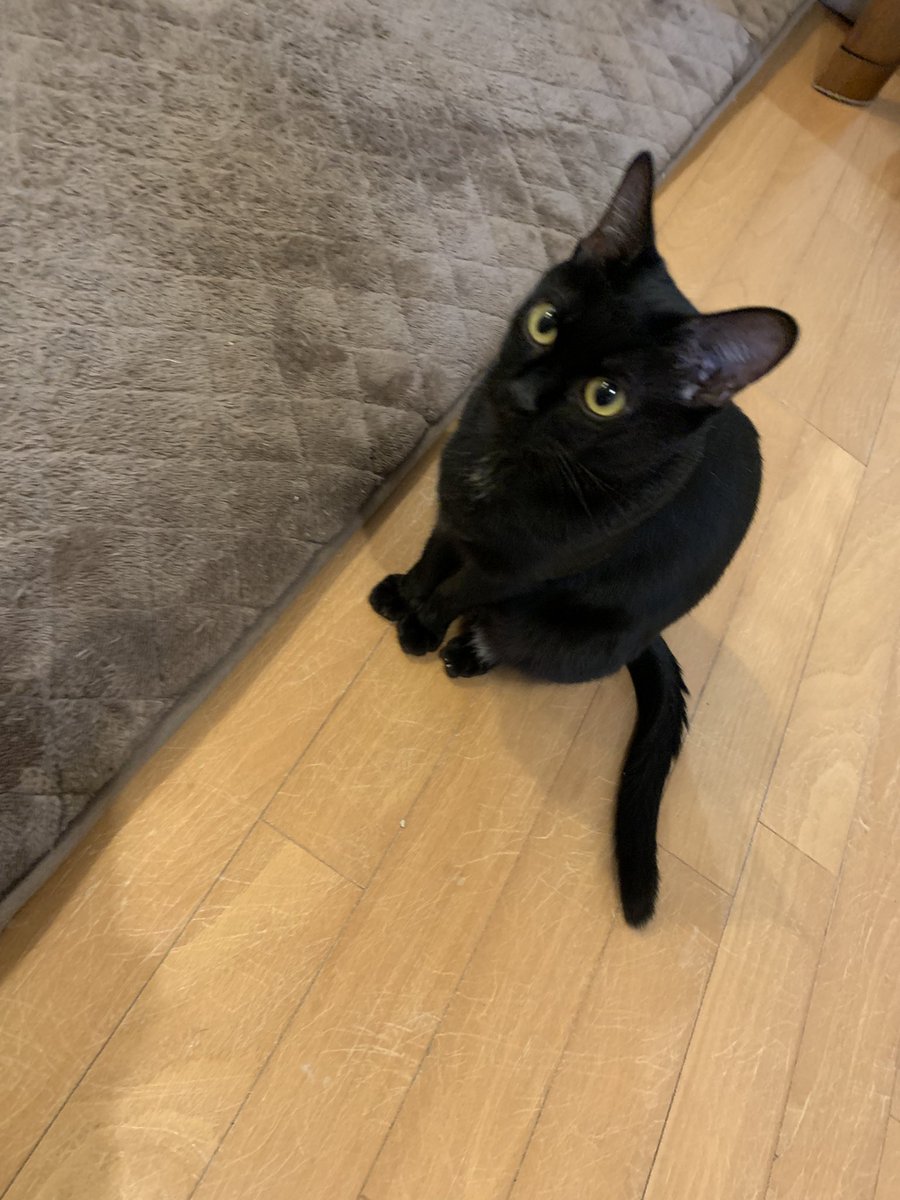 ventvert17's tweet image. にゃ。