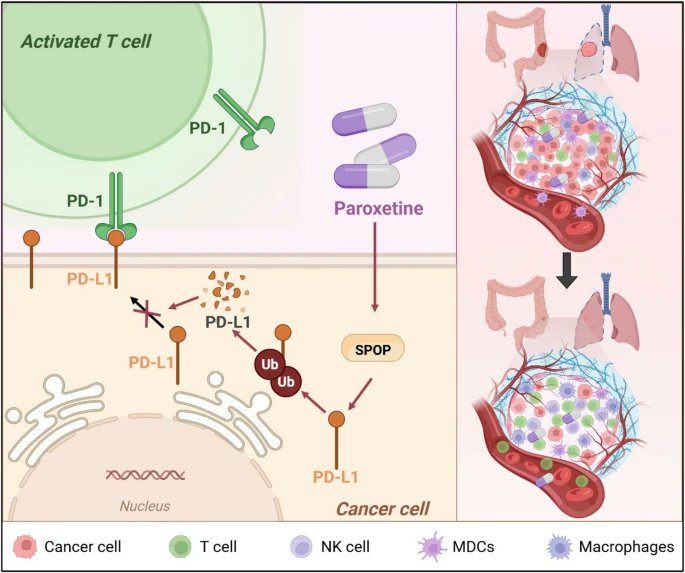 Journal of Experimental & Clinical Cancer Research tweet media
