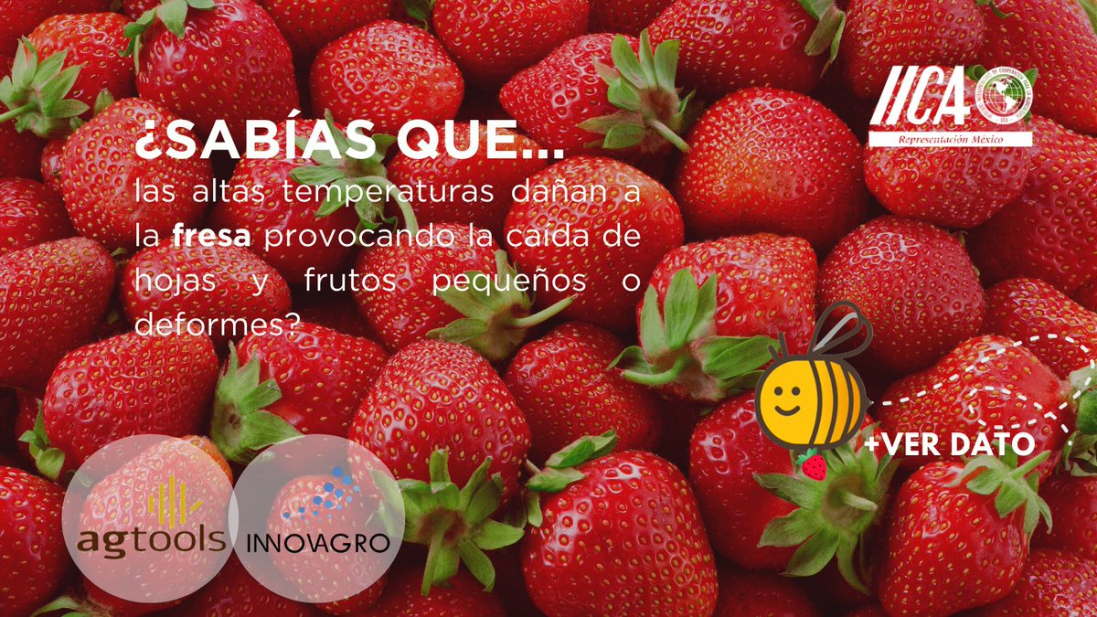 IICAMexico's tweet photo. 🌱 #INNOVAGRONoticias
Hoy en #Agtools, nuestro protagonista es... ¡la fresa! 🍓
Descubre los datos más interesantes sobre este cultivo 👉https://t.co/lmMw0Ggzkt
Sabías que...
🔹 @ag_tools es una plataforma tecnológica que analiza los mercados agrícolas conectando datos de cultivos con respaldo científico de universidades y organismos oficiales.
🔹 Y la @redinnovagro, impulsada por el @IICAnoticias, reúne a más de 70 instituciones de 14 países para seguir impulsando la innovación en los sistemas agroalimentarios. 🌎✨