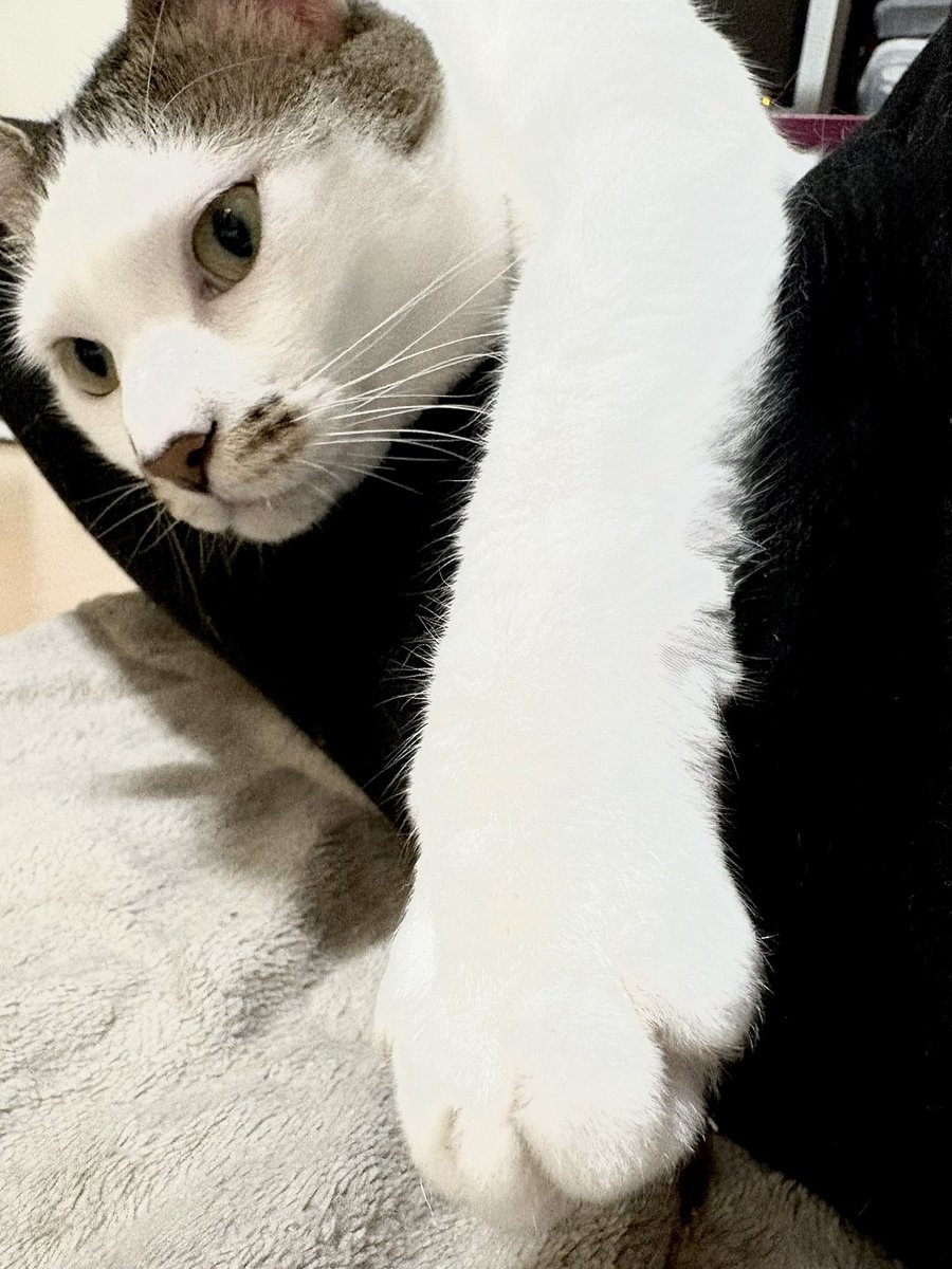 ramune417's tweet photo. 本日のしらゆき

手がびろーん https://t.co/Dq3S7sDqa3
